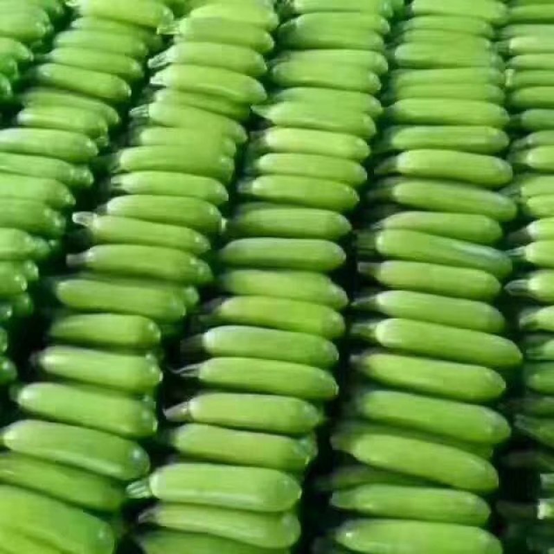 精品油绿西葫，产地直供，一手货源，质量超好，长期供应。