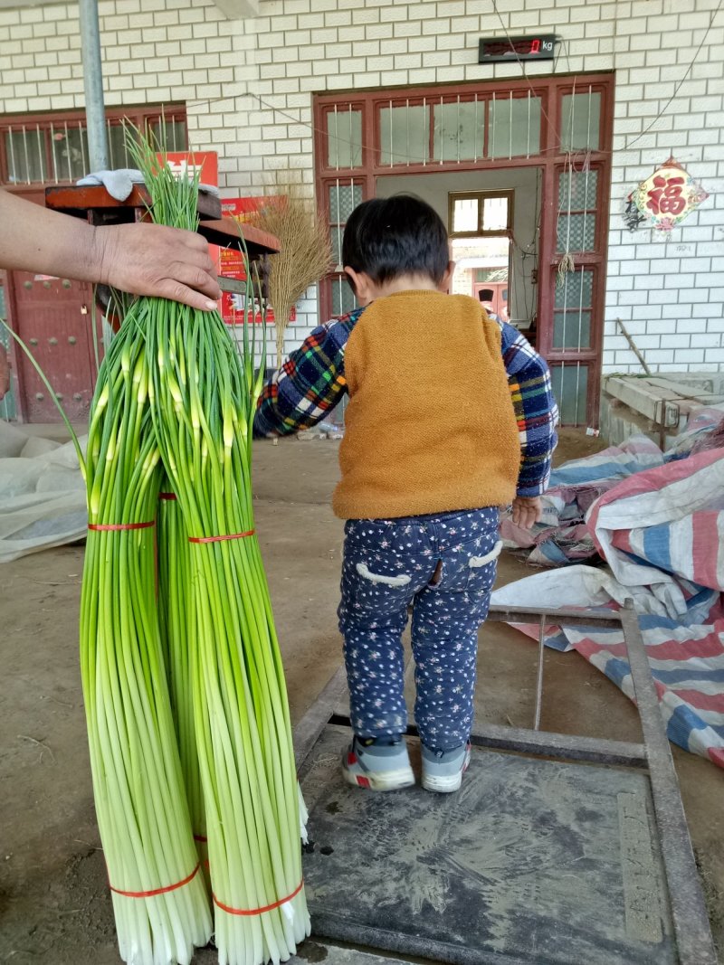 沛县白帽蒜薹，蒜苔大量上市了。欢迎新老客户来基地考察订购