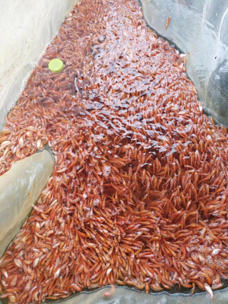 兴国红鲤鱼苗、杂食性品种、人工养殖、放生鱼苗