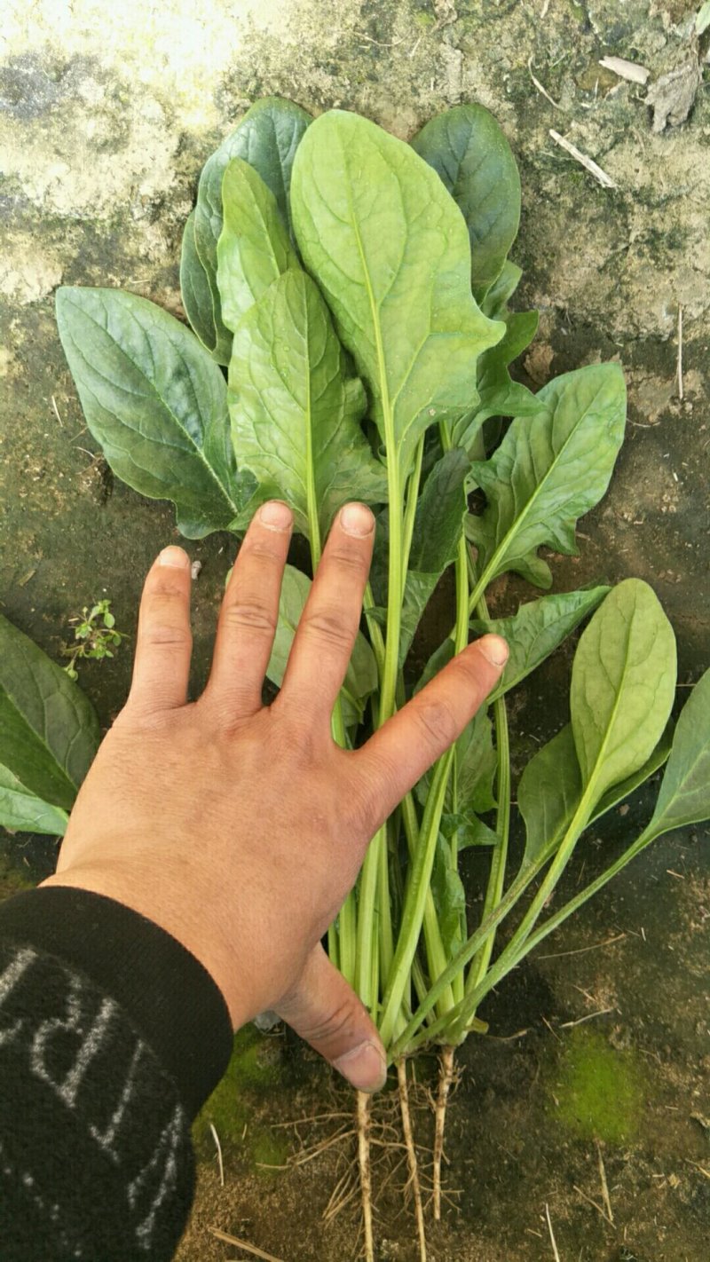 好货不等人