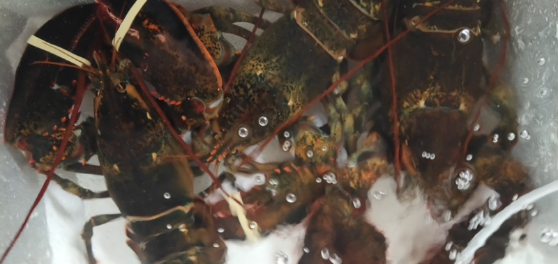 大波龙，海鲜，鲜活大龙虾活冻波士顿大龙虾超特大