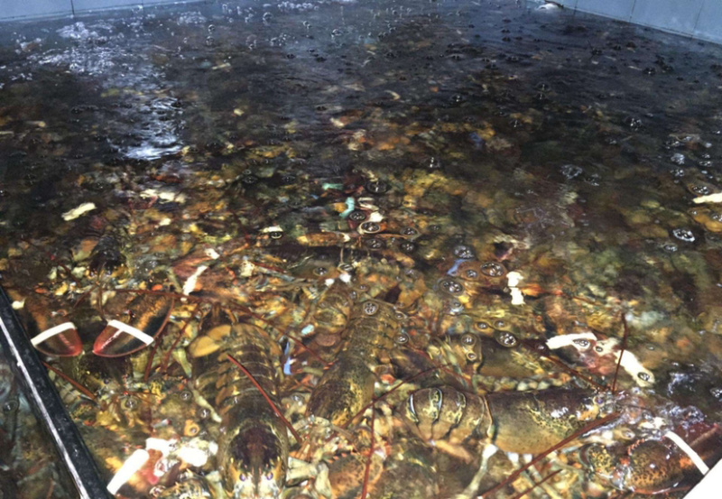 大波龙，海鲜，鲜活大龙虾活冻波士顿大龙虾超特大