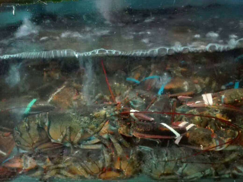 大波龙，海鲜，鲜活大龙虾活冻波士顿大龙虾超特大