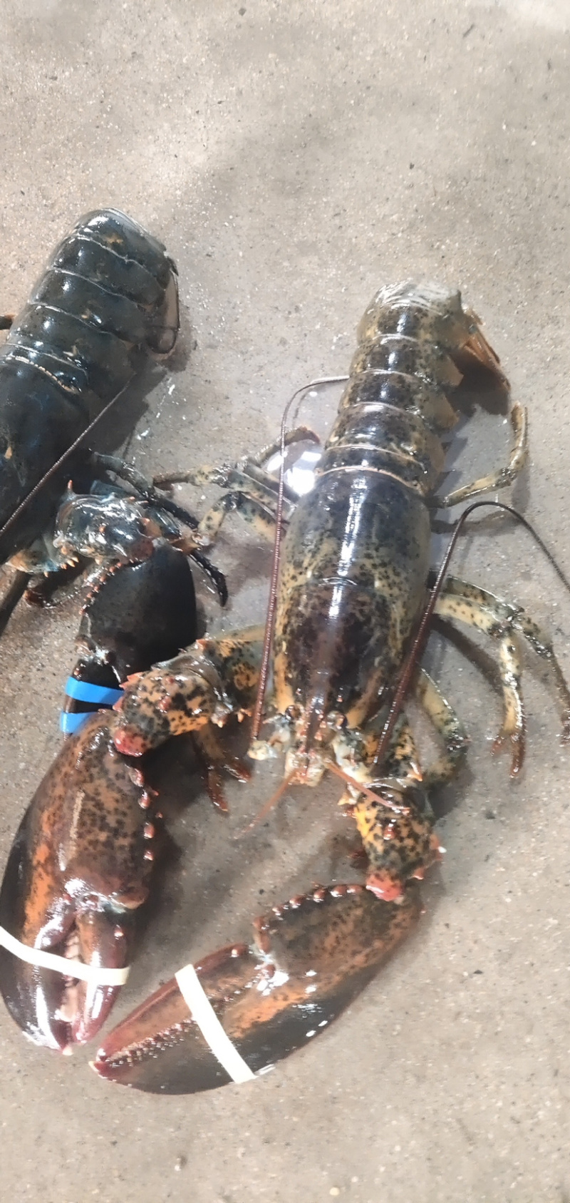 大波龙，海鲜，鲜活大龙虾活冻波士顿大龙虾超特大