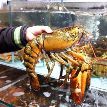 大波龙，海鲜，鲜活大龙虾活冻波士顿大龙虾超特大