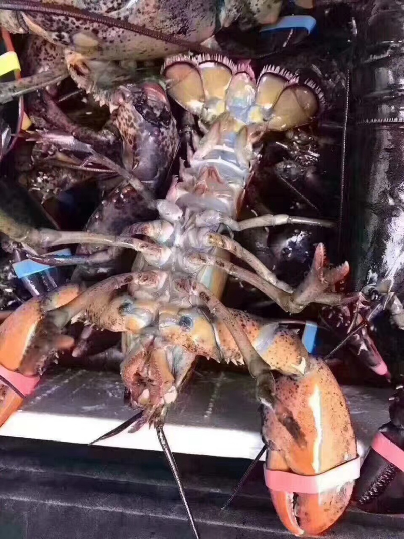 大波龙，海鲜，鲜活大龙虾活冻波士顿大龙虾超特大