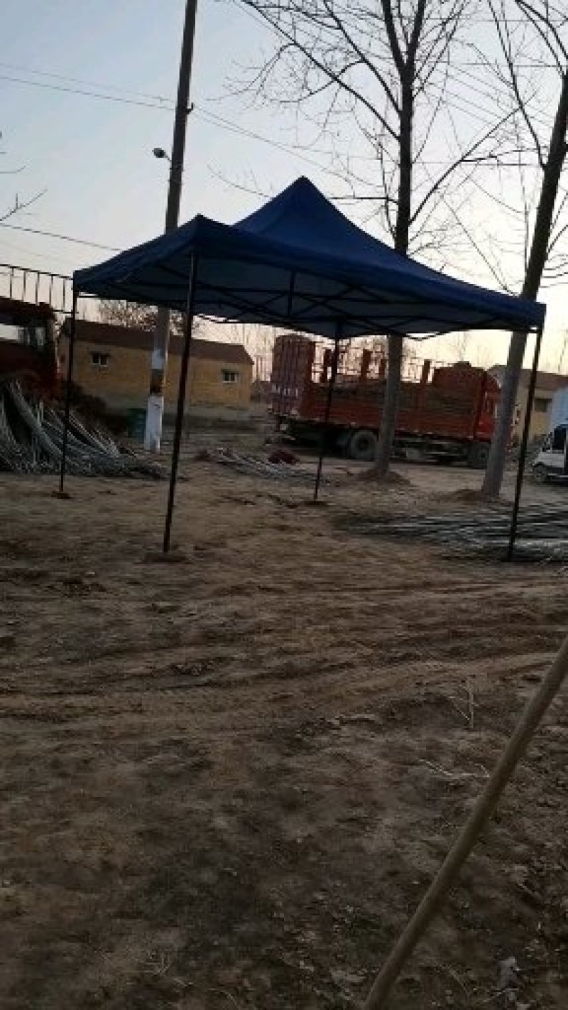 大量出售107杨树苗扦插段现货供应，量大优惠