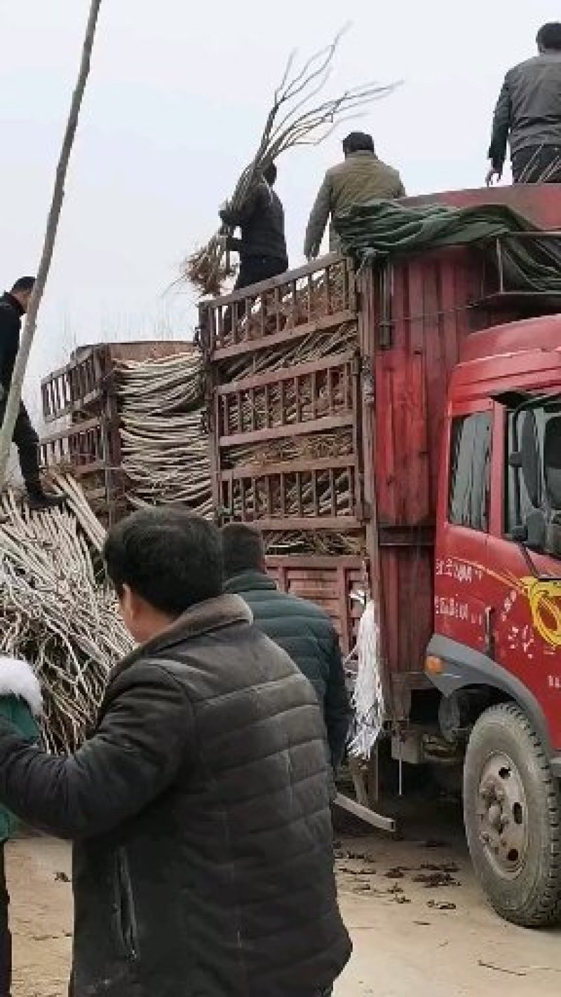 大量出售107杨树苗扦插段现货供应，量大优惠