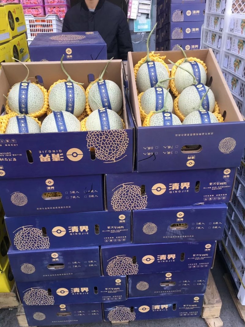 山东燕店玫龙甜瓜玫龙蜜瓜大量供应实力代办