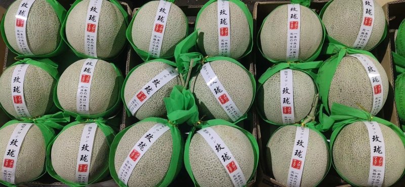 山东燕店玫龙甜瓜玫龙蜜瓜大量供应实力代办