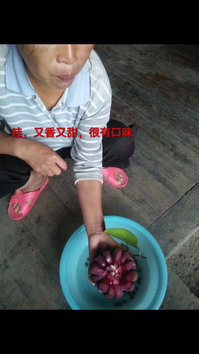 优质改良苗布福娜一年苗，品种好果肉汁多，果体大