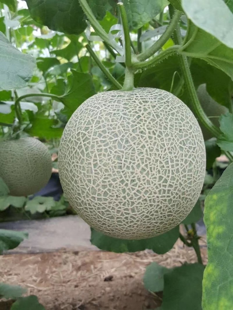 山东燕店玫龙甜瓜玫龙蜜瓜大量供应实力代办