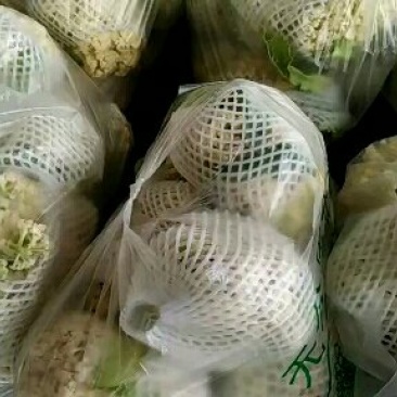 有机菜花菜松花大量上市湖北当阳合作社直供质优价廉