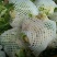 有机菜花菜松花大量上市湖北当阳合作社直供质优价廉