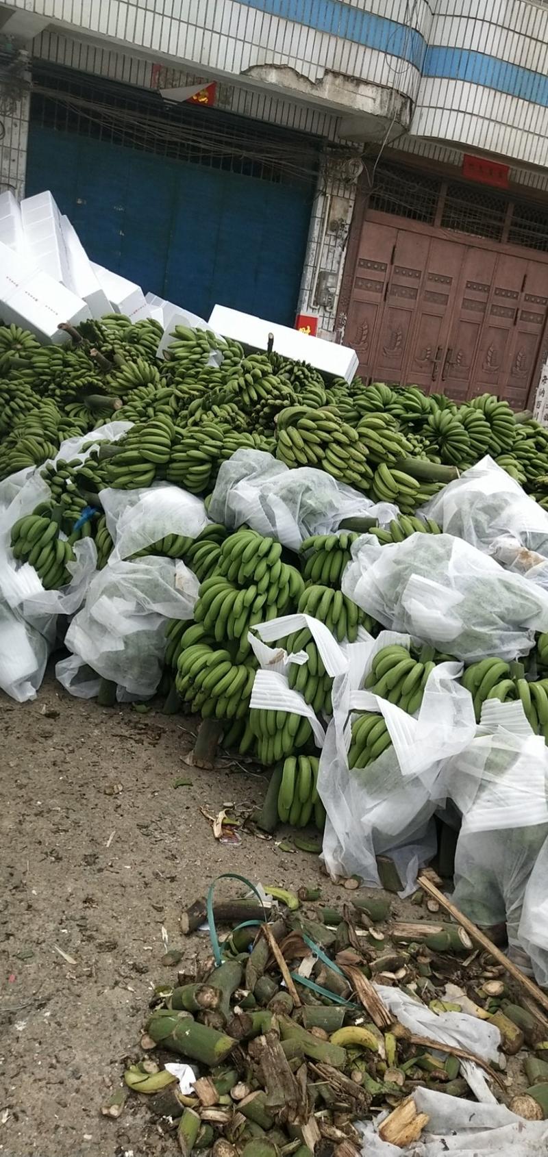 新鲜水果广西巴西香蕉三斤五斤九斤一件代发包邮