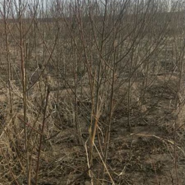 大量供应各种果树苗馆陶县众康果品站大量供应