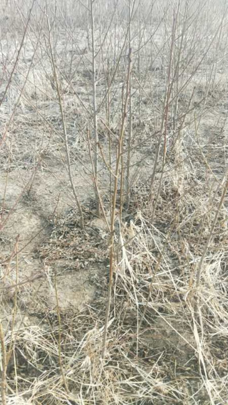 大量供应各种果树苗馆陶县众康果品站大量供应