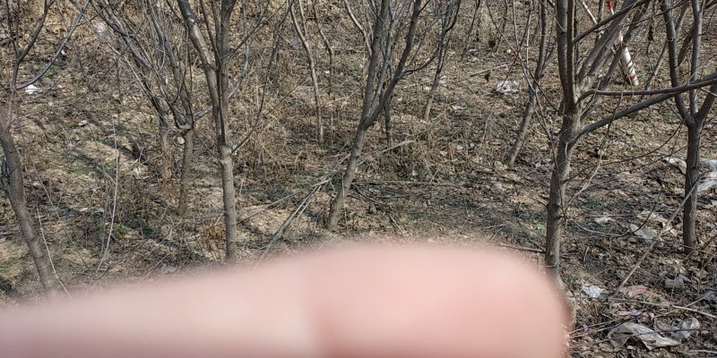 大量供应各种果树苗馆陶县众康果品站大量供应