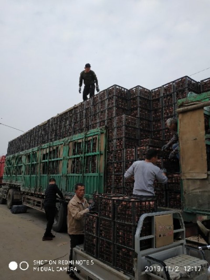 大量供应各种果树苗馆陶县众康果品站大量供应