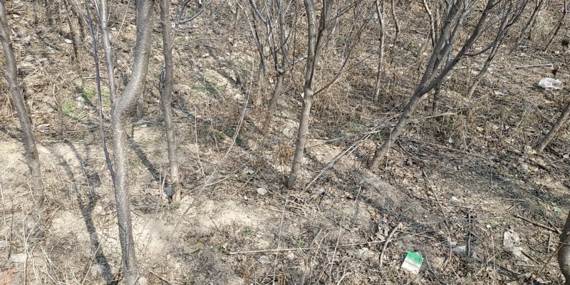 大量供应各种果树苗馆陶县众康果品站大量供应