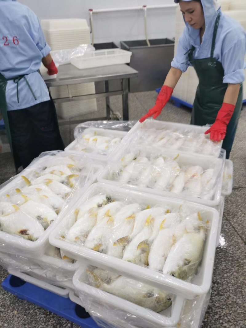 鲳鱼金鲳鱼单冻无冰衣500/600规格鲳鱼