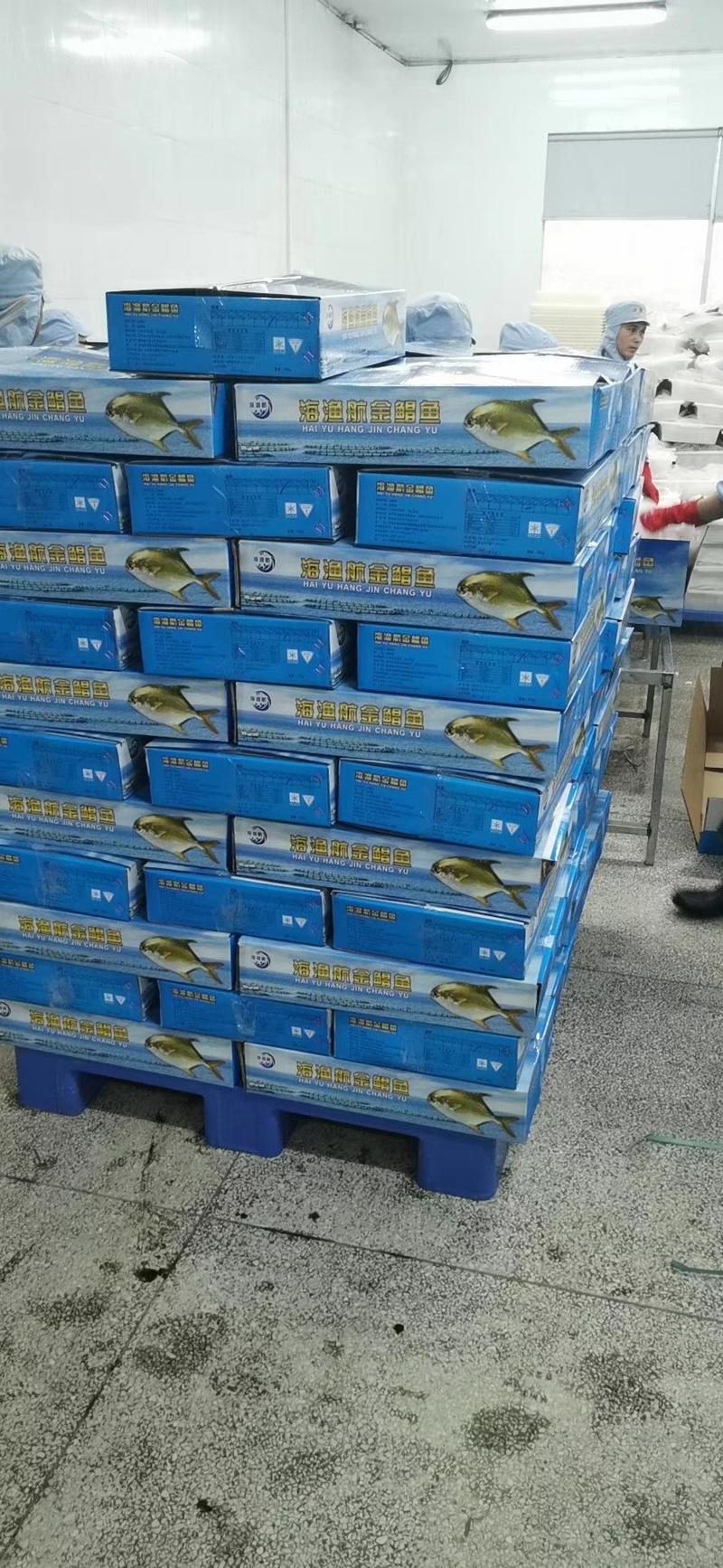 鲳鱼金鲳鱼单冻无冰衣500/600规格鲳鱼