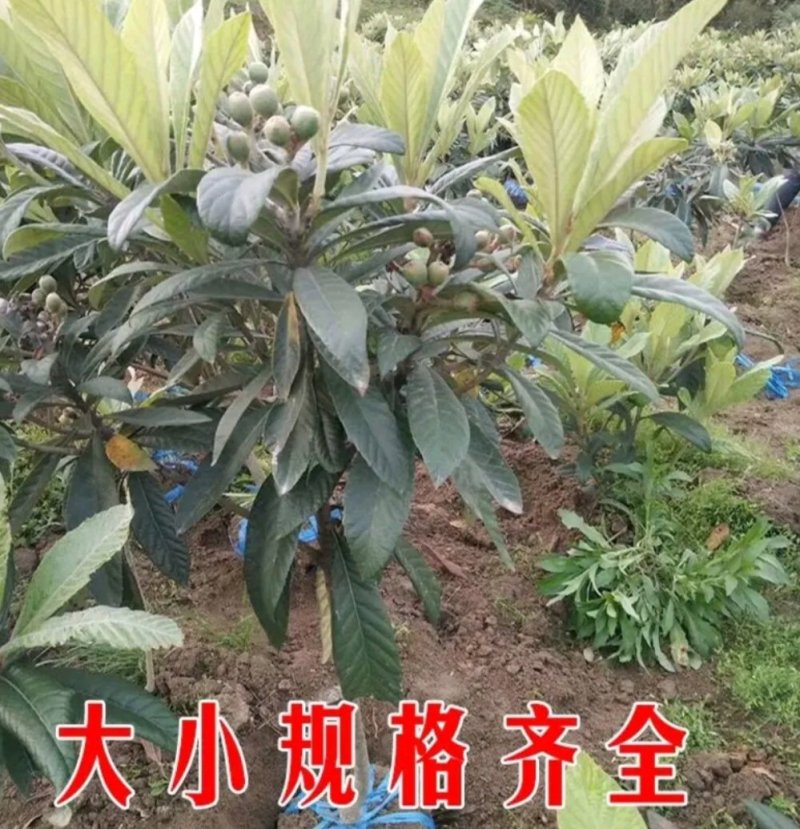 长红3号枇杷苗嫁接苗品种齐全当年结果保湿发货包邮欢迎订购