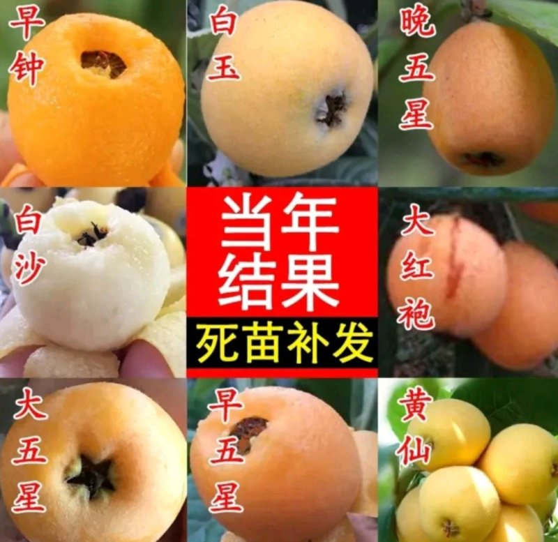 长红3号枇杷苗嫁接苗品种齐全当年结果保湿发货包邮欢迎订购