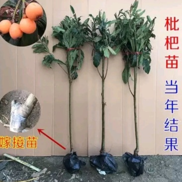 长红3号枇杷苗嫁接苗品种齐全当年结果保湿发货包邮欢迎订购