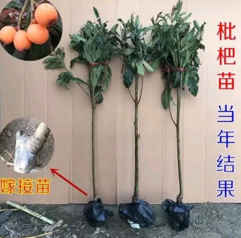 长红3号枇杷苗嫁接苗品种齐全当年结果保湿发货包邮欢迎订购