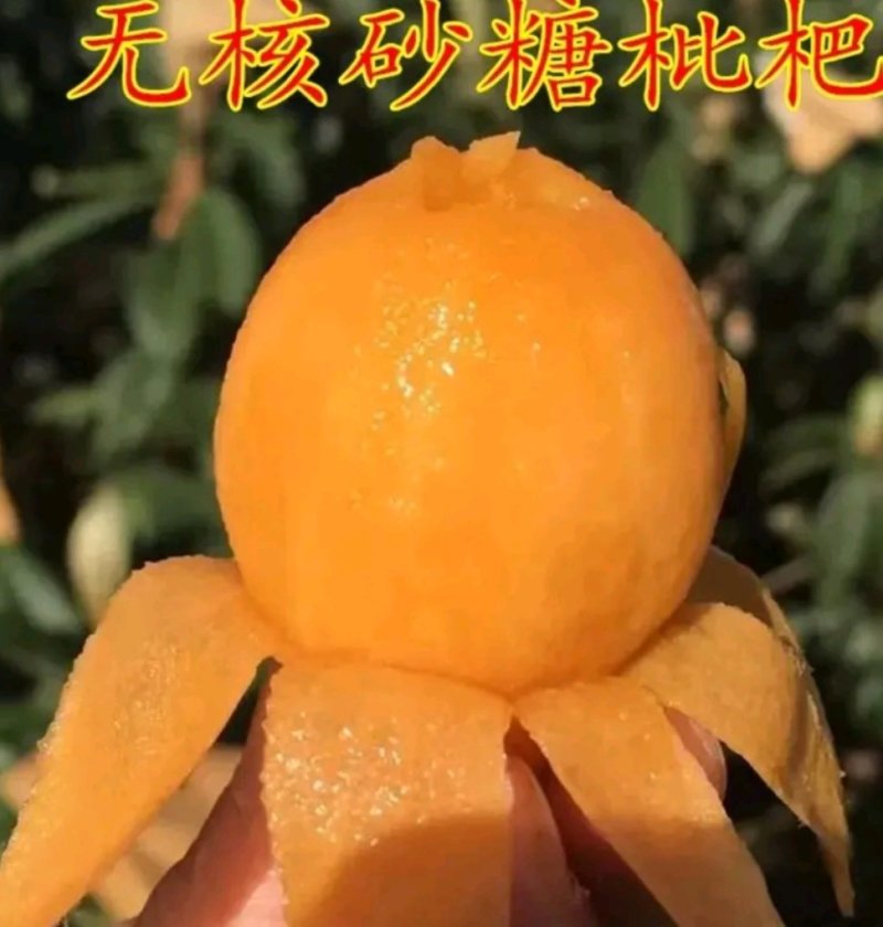 长红3号枇杷苗嫁接苗品种齐全当年结果保湿发货包邮欢迎订购