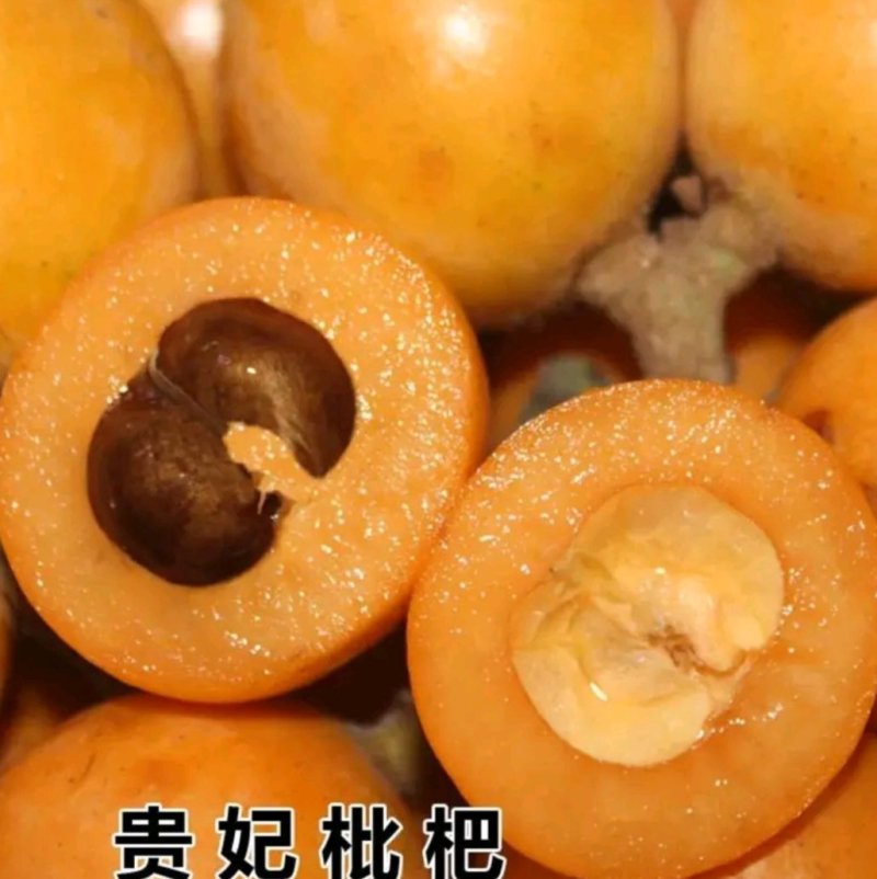 长红3号枇杷苗嫁接苗品种齐全当年结果保湿发货包邮欢迎订购