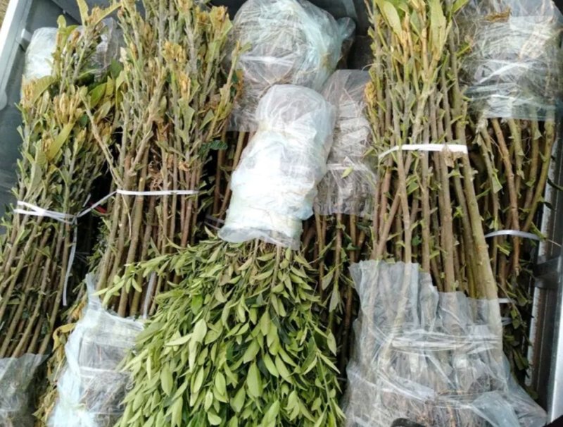 长红3号枇杷苗嫁接苗品种齐全当年结果保湿发货包邮欢迎订购