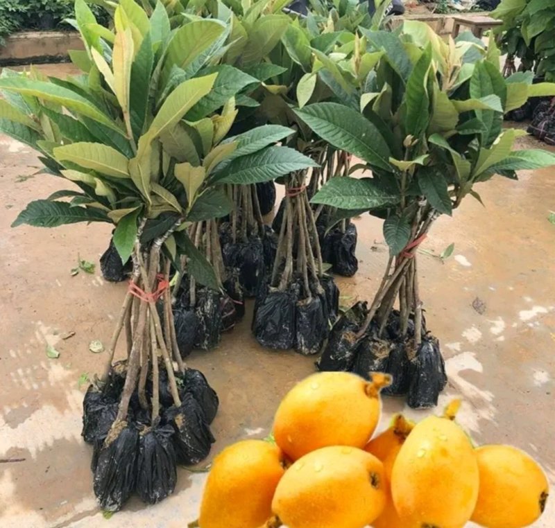 长红3号枇杷苗嫁接苗品种齐全当年结果保湿发货包邮欢迎订购