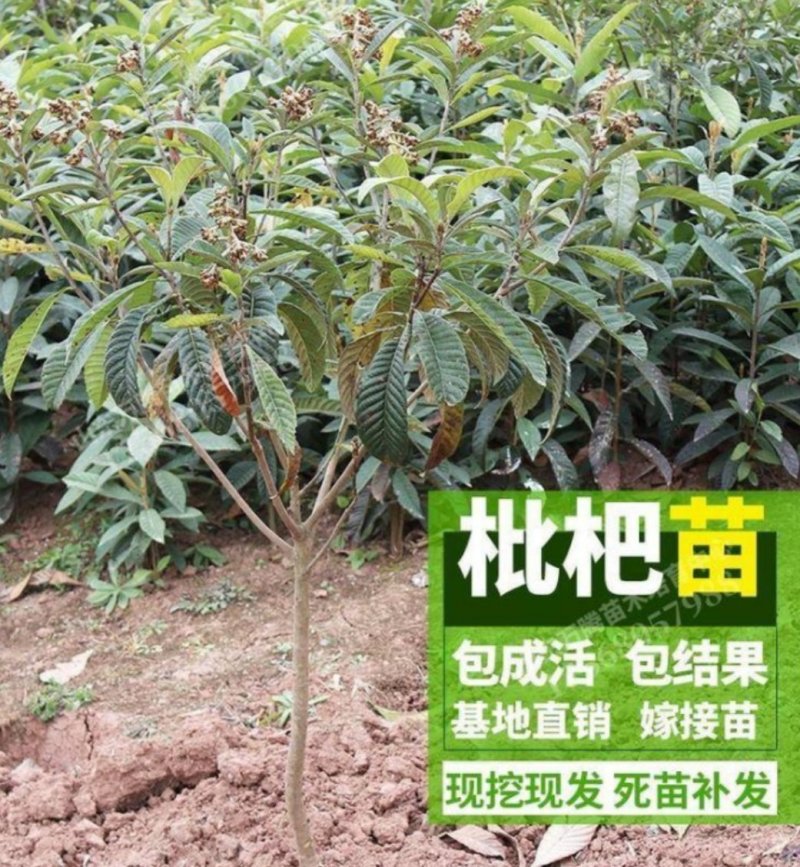 长红3号枇杷苗嫁接苗品种齐全当年结果保湿发货包邮欢迎订购