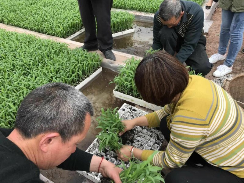 酿酒糯高粱种子泸州红，郎糯红，金糯粱，川糯粱，高粱种子