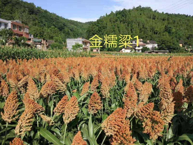 酿酒糯高粱种子泸州红，郎糯红，金糯粱，川糯粱，高粱种子