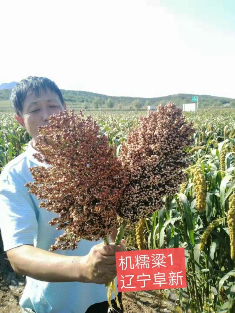 酿酒糯高粱种子泸州红，郎糯红，金糯粱，川糯粱，高粱种子