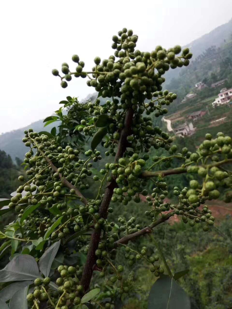 正宗无刺藤椒苗
