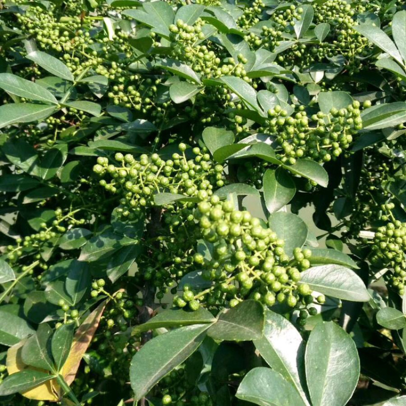 正宗无刺藤椒苗
