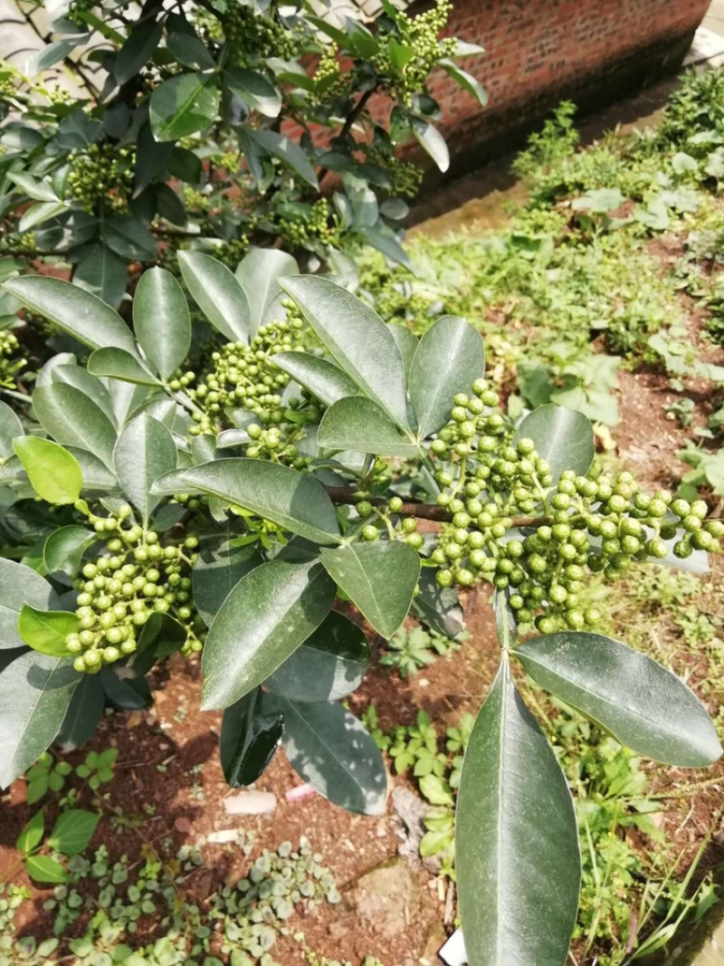 正宗无刺藤椒苗