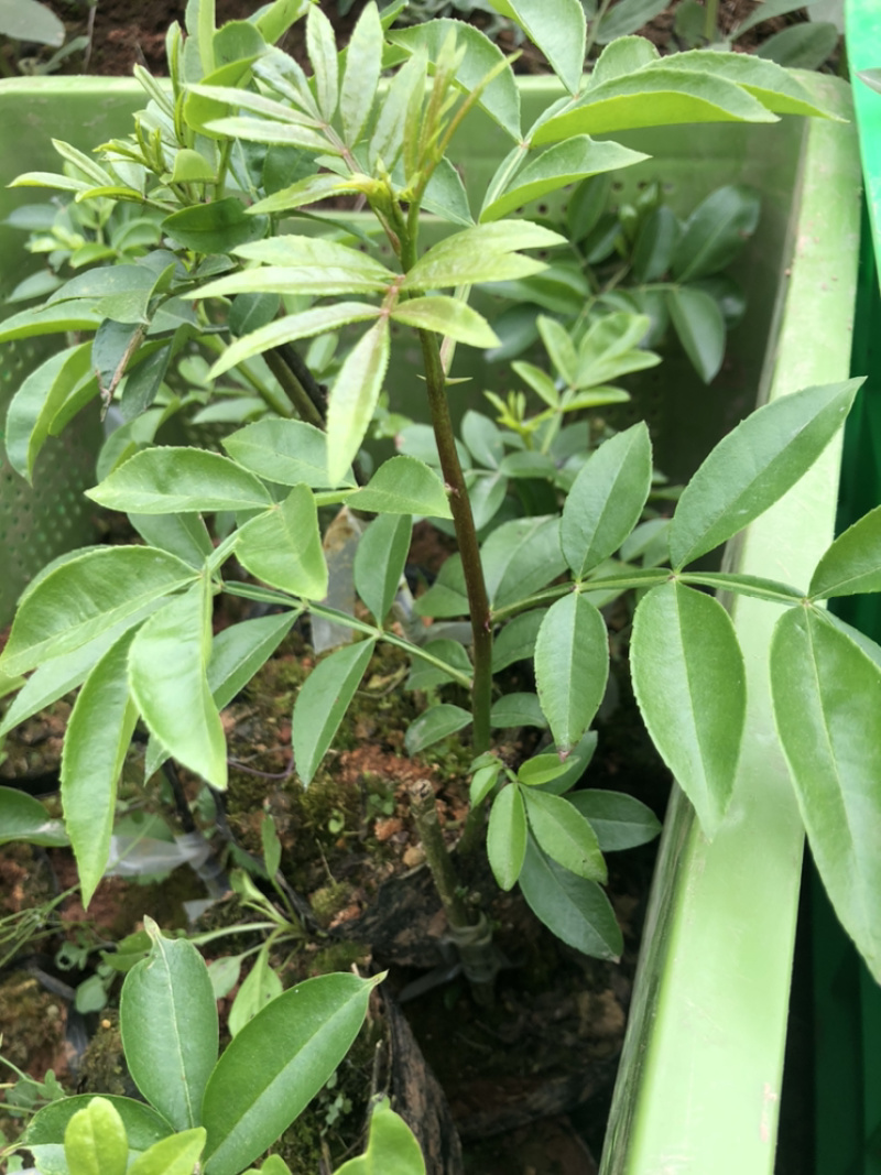 正宗无刺藤椒苗