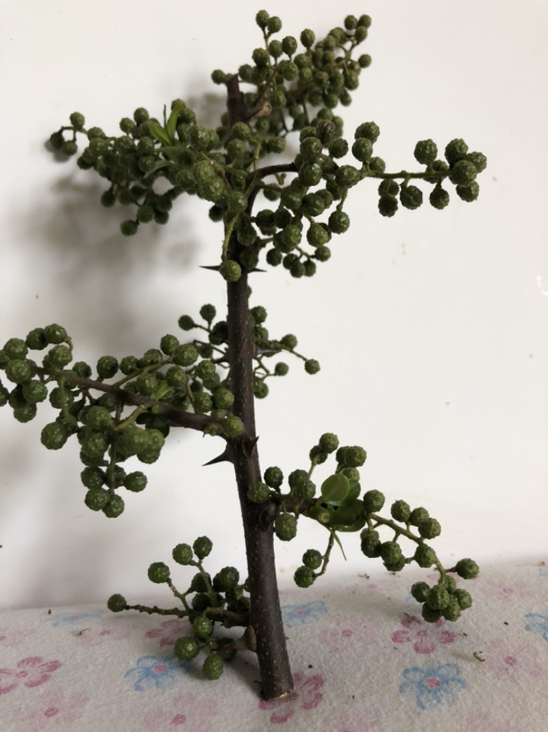 正宗无刺藤椒苗