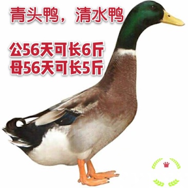 全年供应青头杂交鸭苗，包打疫苗，质量保证