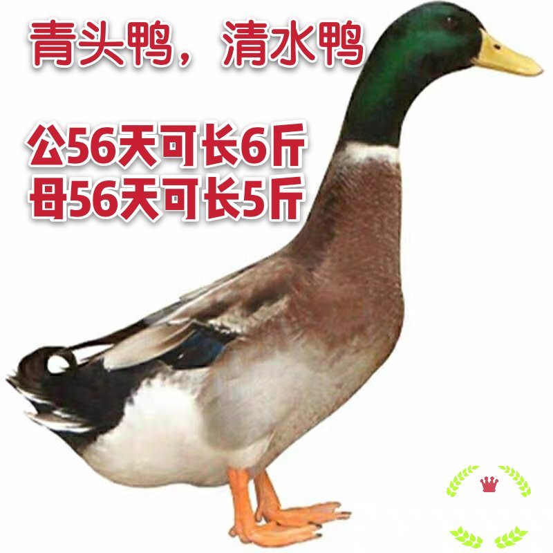 全年供应青头杂交鸭苗，包打疫苗，质量保证
