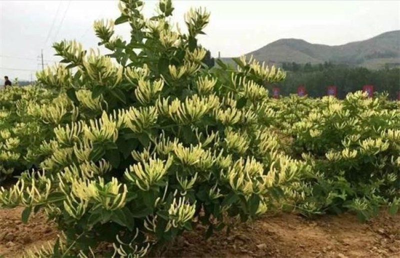 金银花种苗花卉爬藤植物金银花树苗四季不掉叶常青