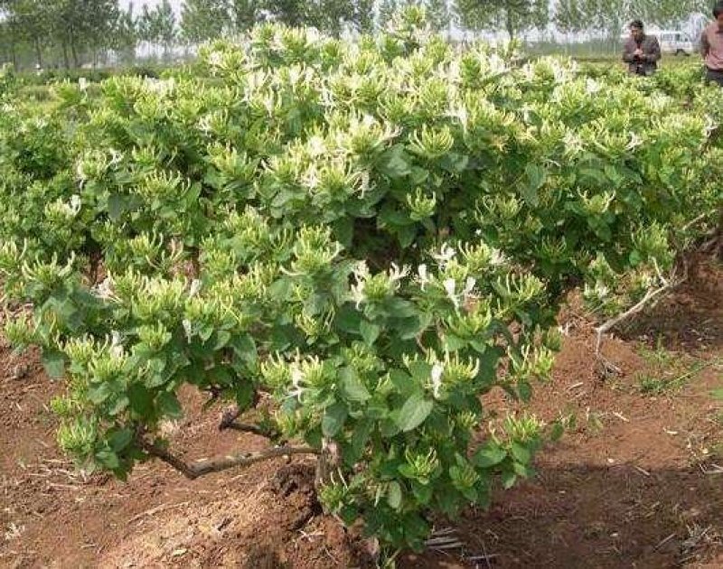 金银花种苗花卉爬藤植物金银花树苗四季不掉叶常青