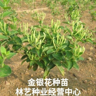 金银花种苗花卉爬藤植物金银花树苗四季不掉叶常青
