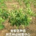 金银花种苗花卉爬藤植物金银花树苗四季不掉叶常青