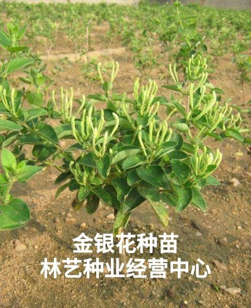 金银花种苗花卉爬藤植物金银花树苗四季不掉叶常青
